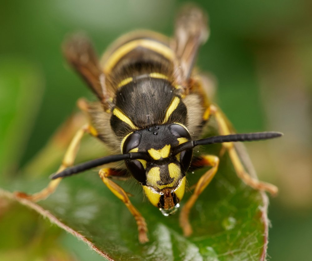 Photograph by Пётр Калачев