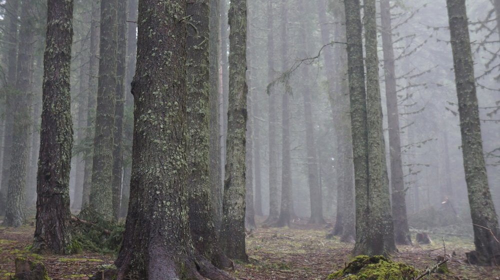 FOGGY FOREST