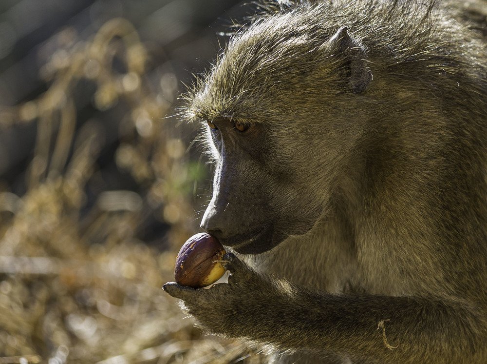 Photograph by Isaac Mpuchane