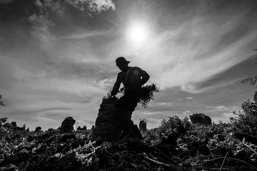 recolecta de zanahoria