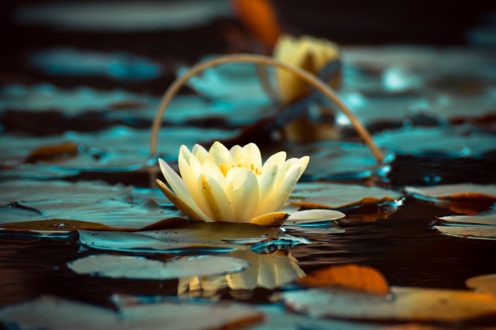 Photograph by Елена Абрамова