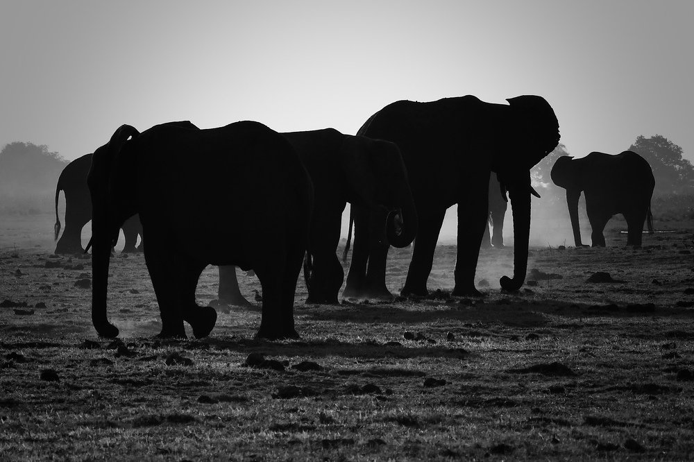 Sunset at Chobe river