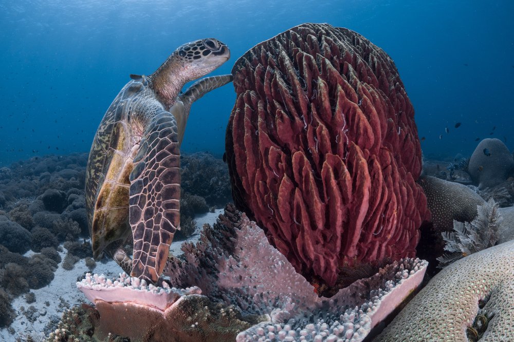 Photograph by Marcelo Johan Ogata