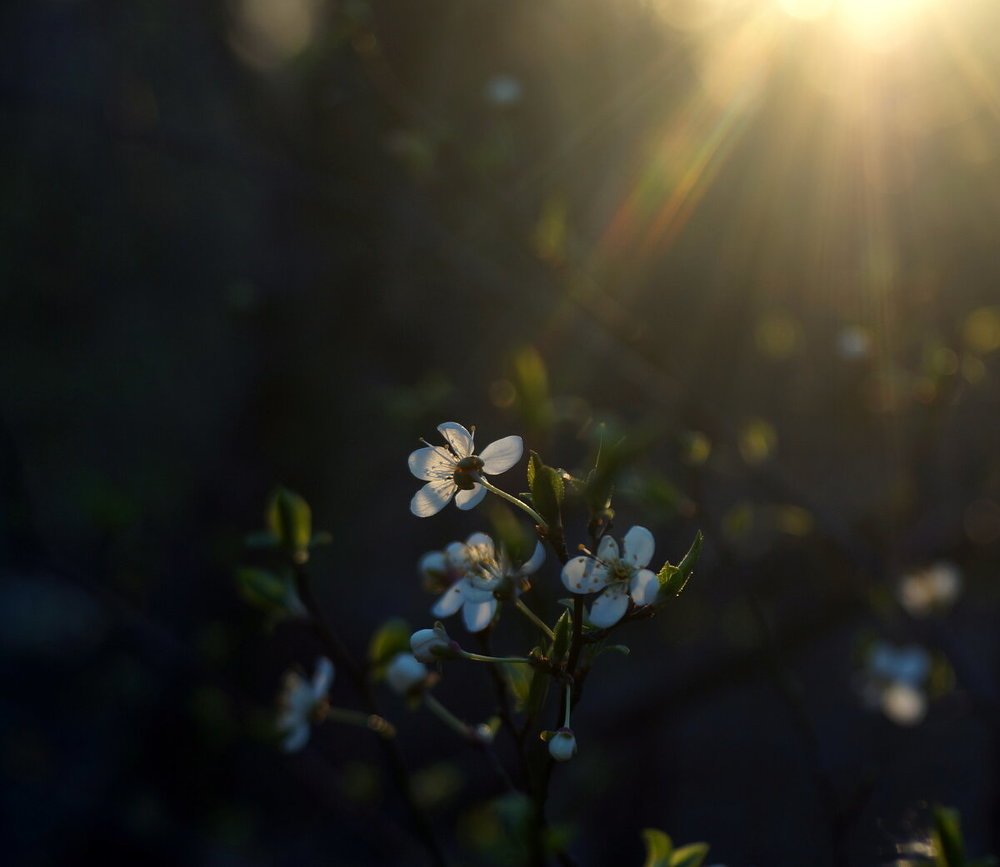 Фотография автора Светлана Груньковская