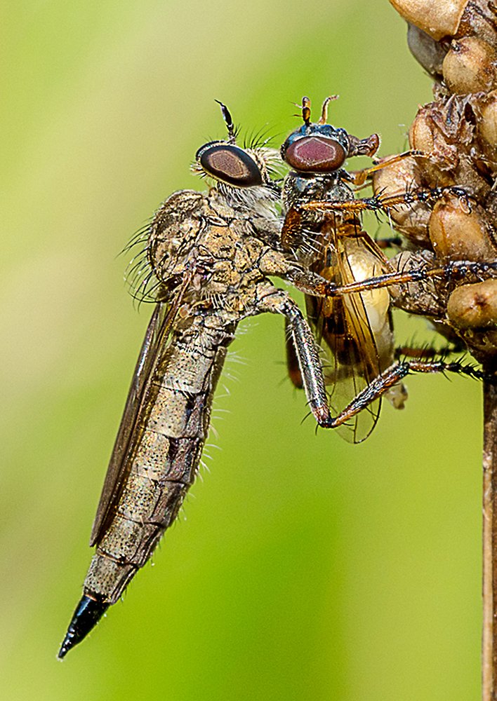 материнский инстинкт