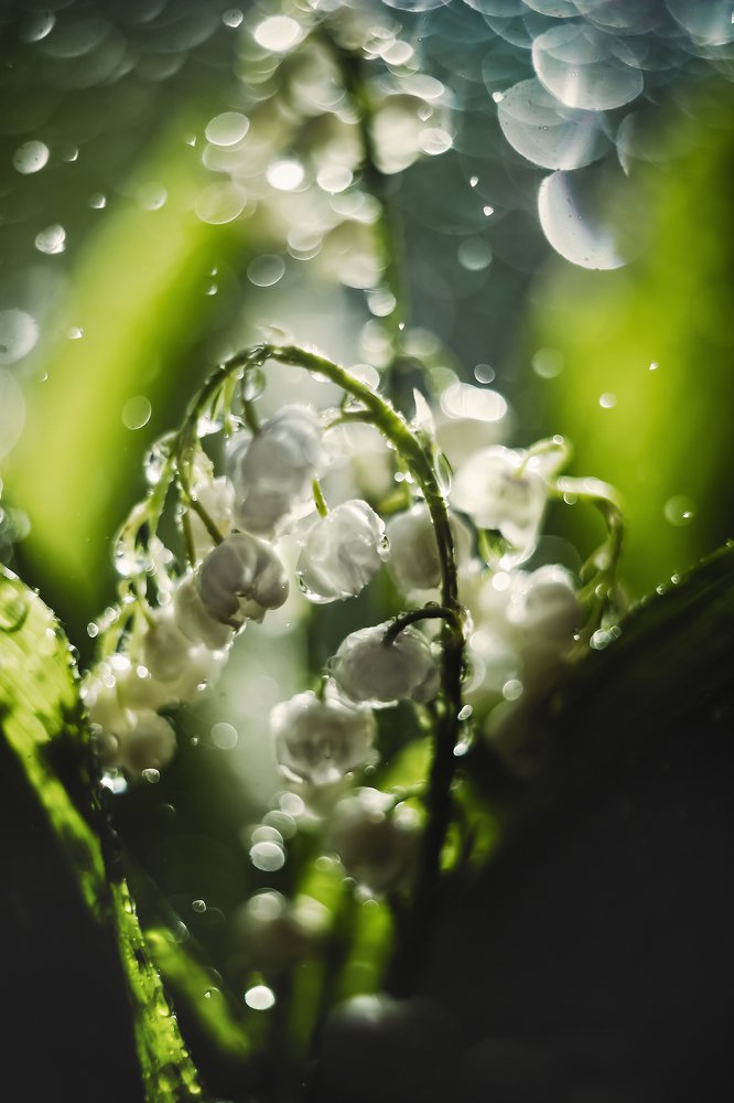 Lilies of the valley in water