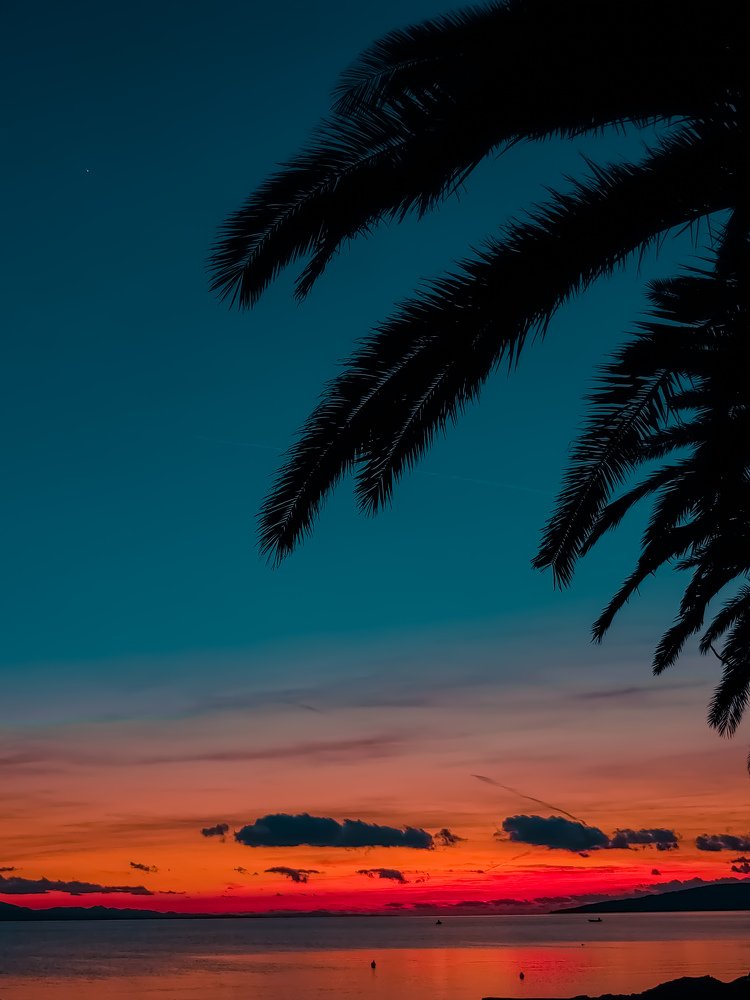 Palm Tree Sunset