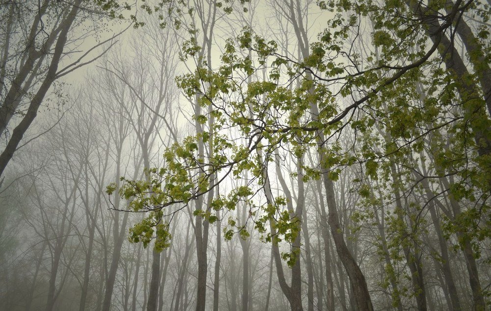 Туман в парке.