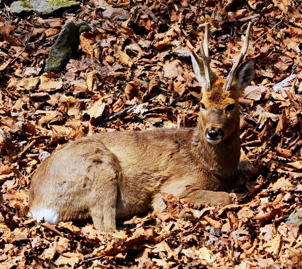 Фотография автора АЛЕКСАНДР ЦЫГЕЛЬНЮК