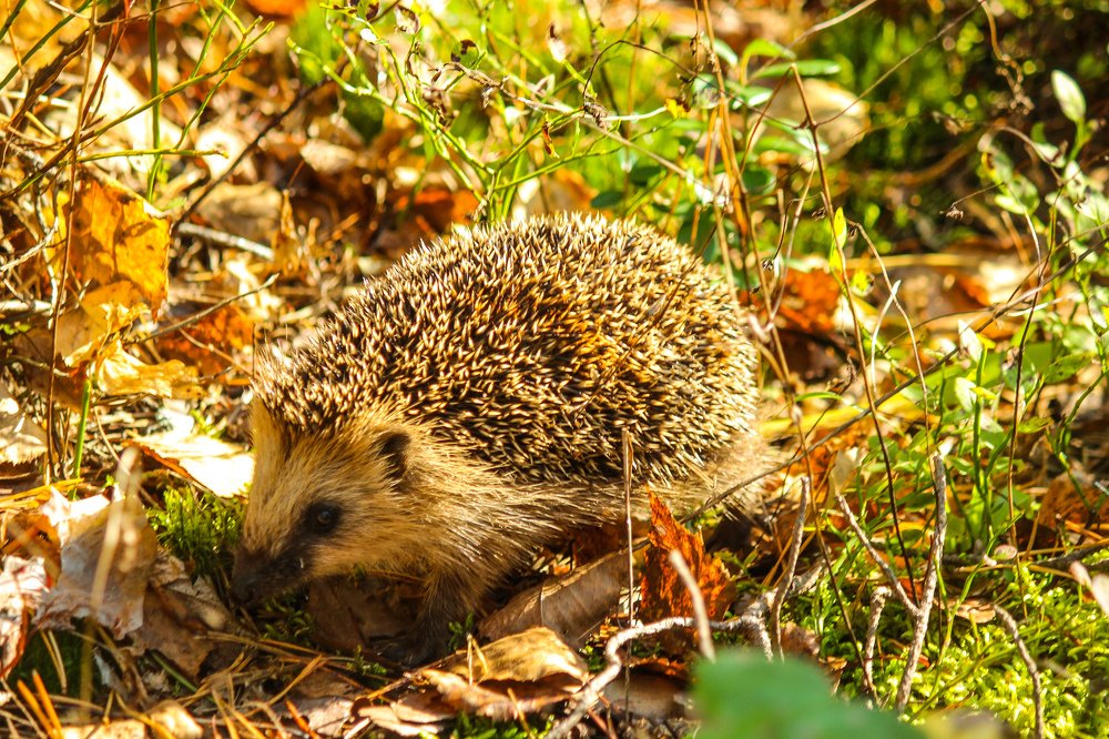 Photograph by Елена Верховская