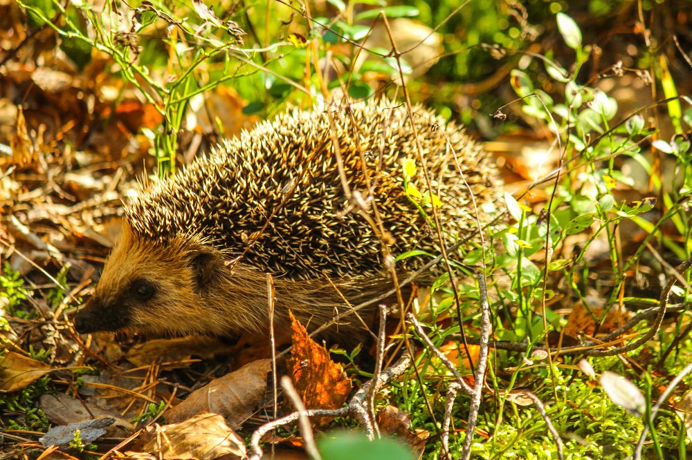 Photograph by Елена Верховская
