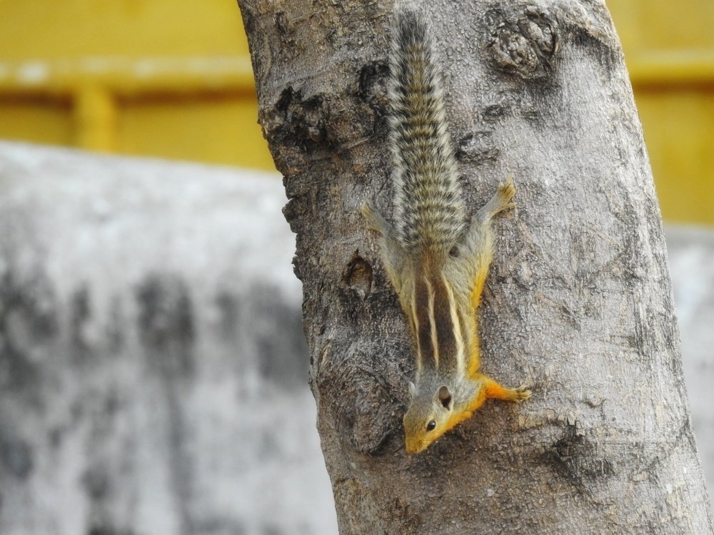 Фотография автора Suba Kumaresan