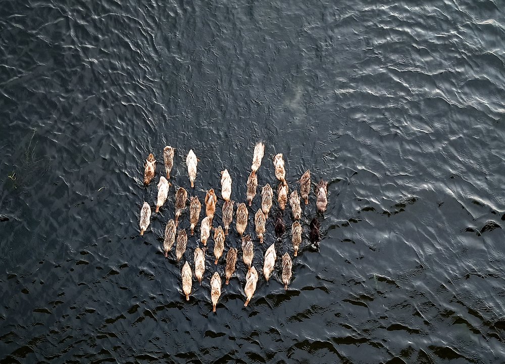Team of Duck way to home Taken from Bridge.