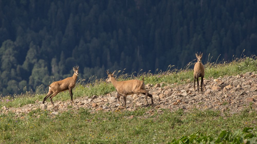 Photograph by Сергей Шабанов