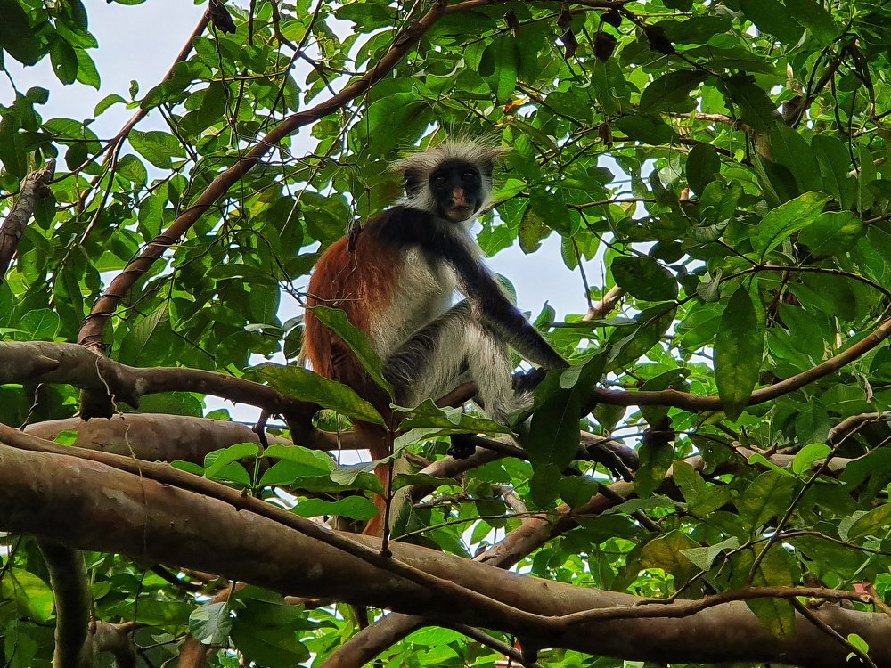 Красный колобус