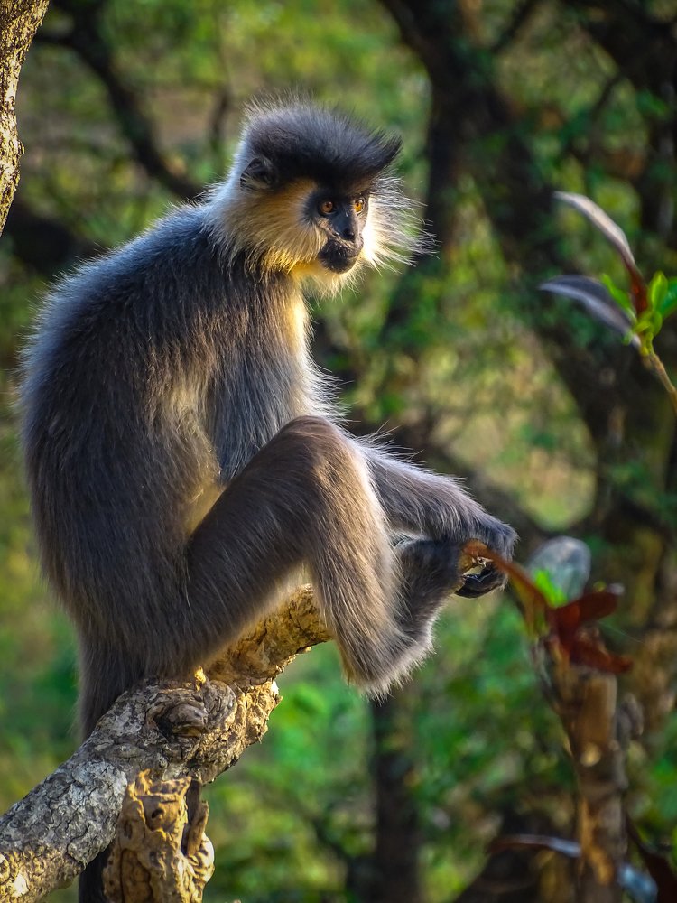 Capped Langur