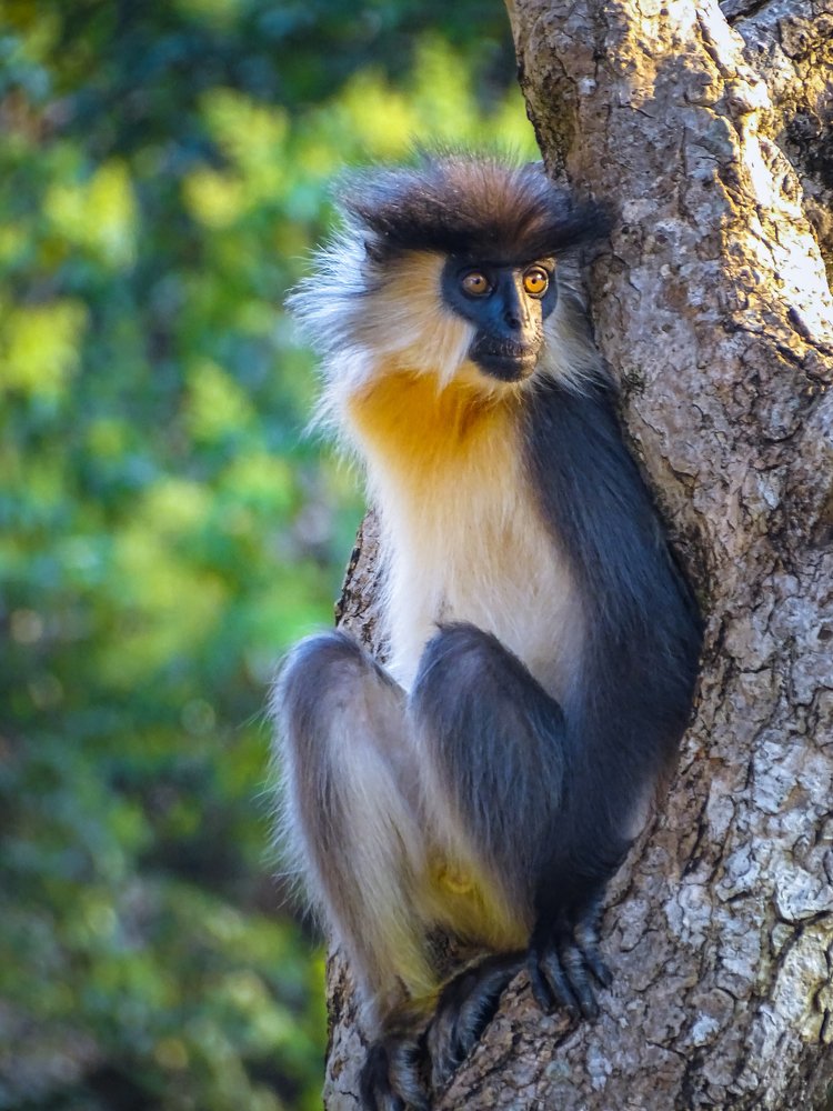 Capped Langur