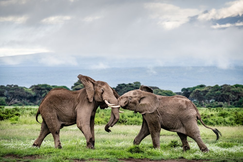 Битва титанов/Battle of the titans