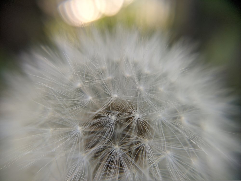 Taraxacum.