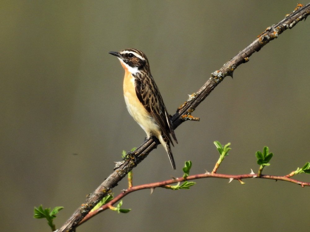 Photograph by Олеся Дейнеко