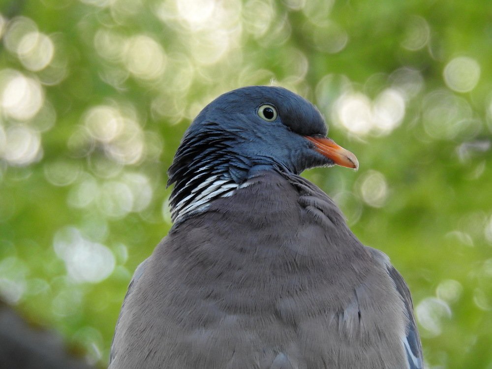 Photograph by Олеся Дейнеко