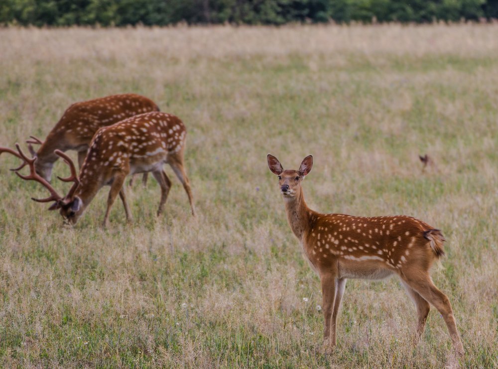 Фотография автора Андрей Меньших