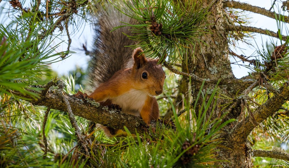 Фотография автора Андрей Меньших