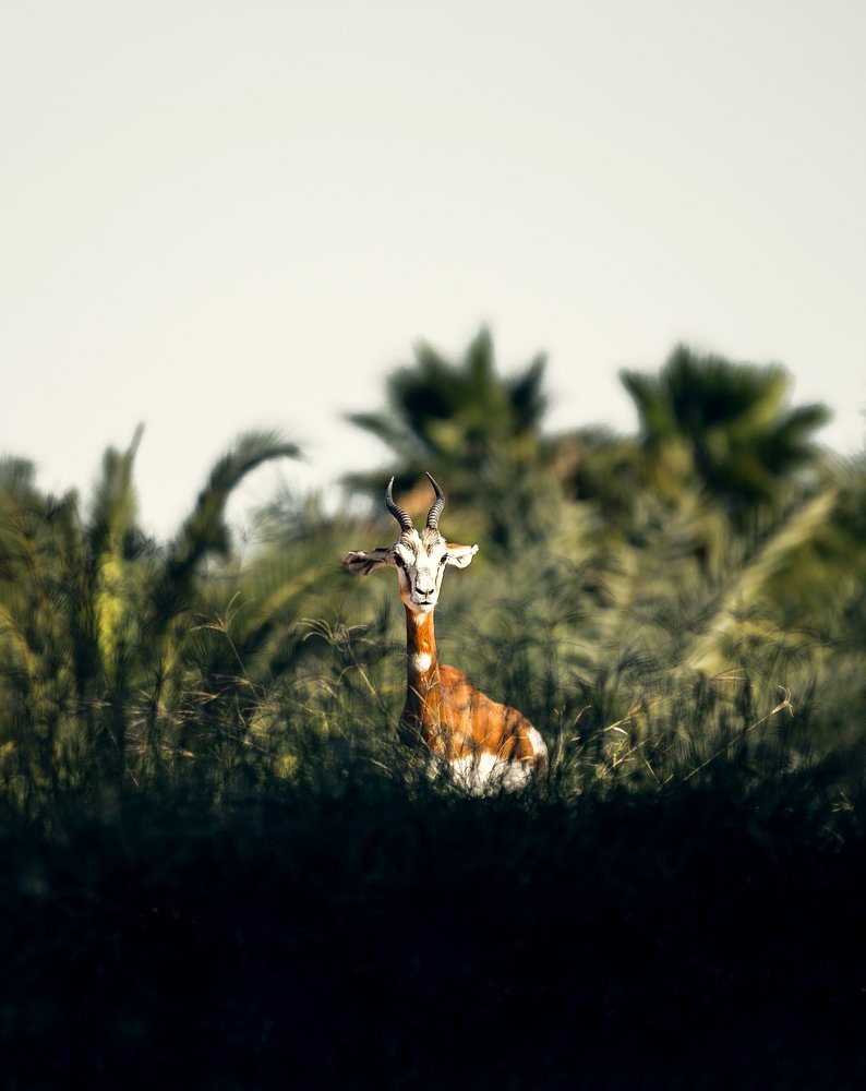 Фотография автора Дамир Фархшатов