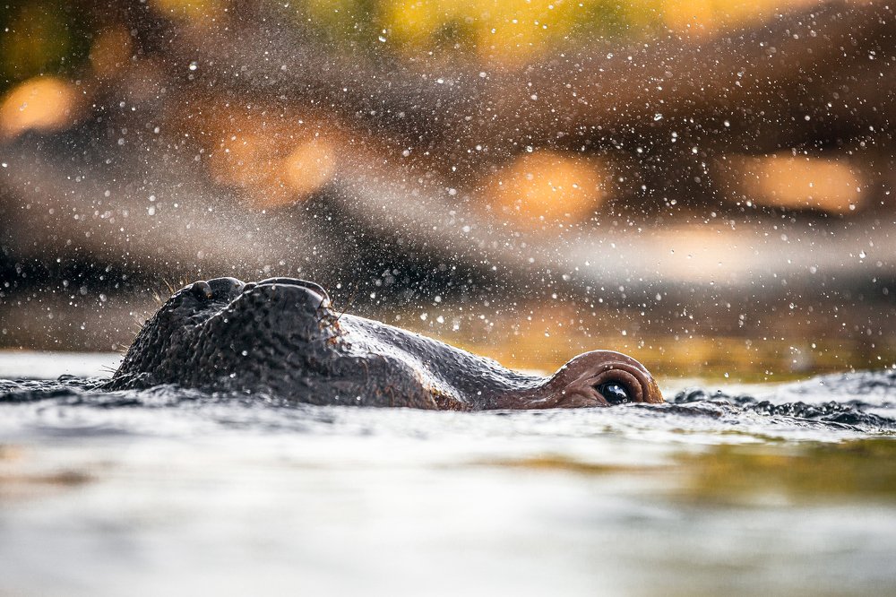 Фотография автора Дамир Фархшатов