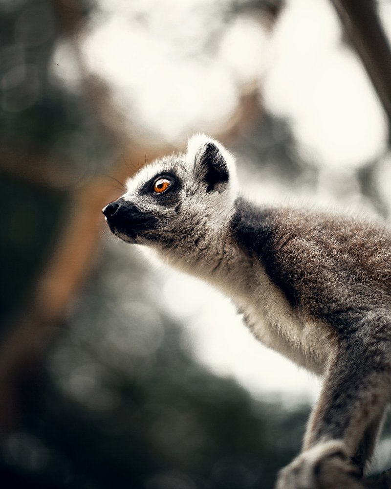 Фотография автора Дамир Фархшатов