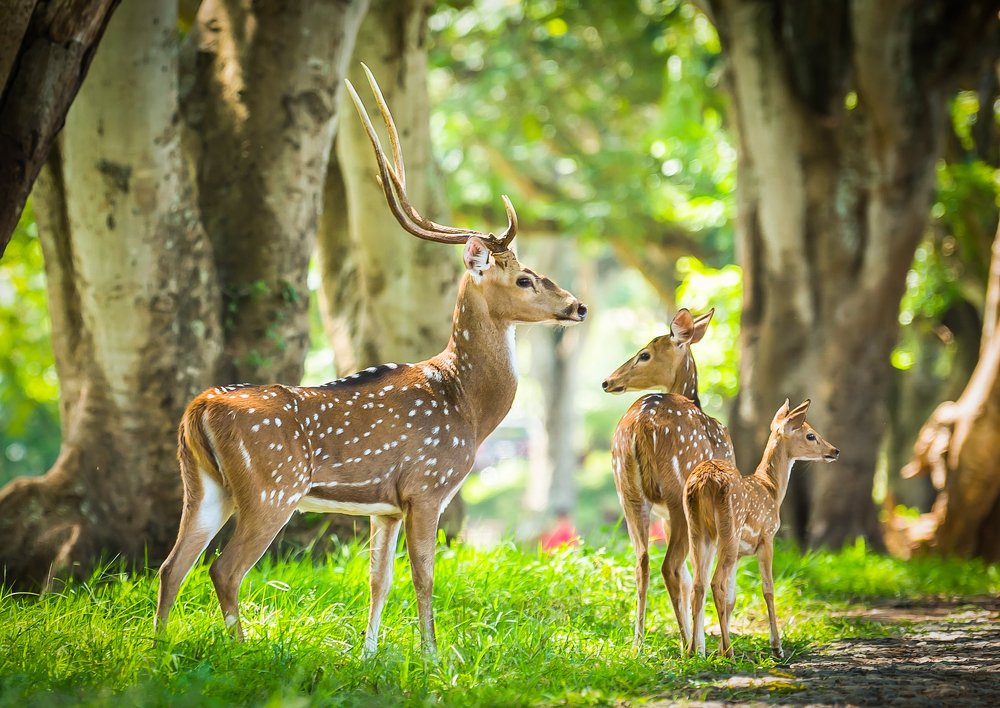 Photograph by Nutan Khedekar