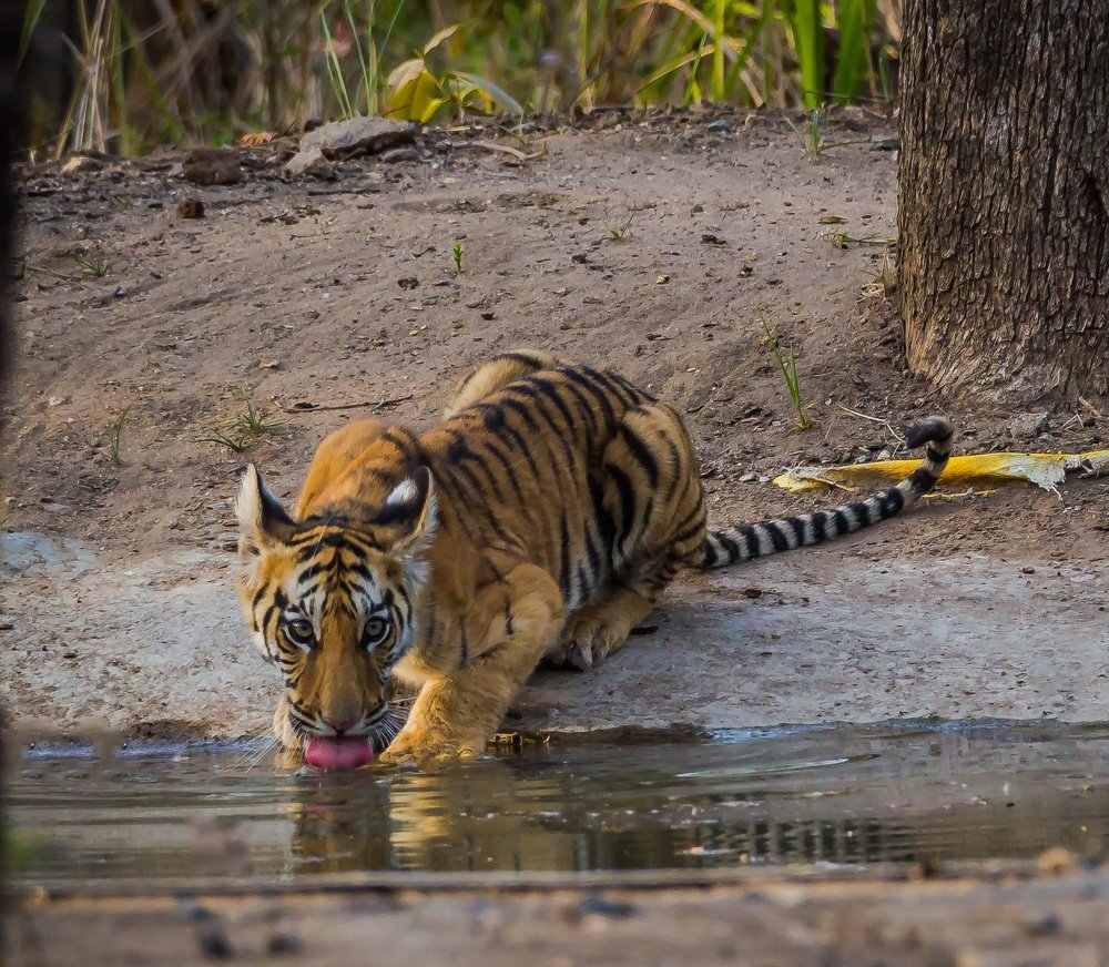 Photograph by Nutan Khedekar