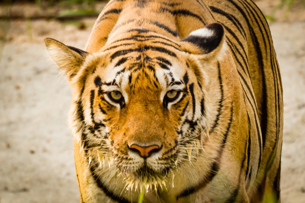 Photograph by Nutan Khedekar