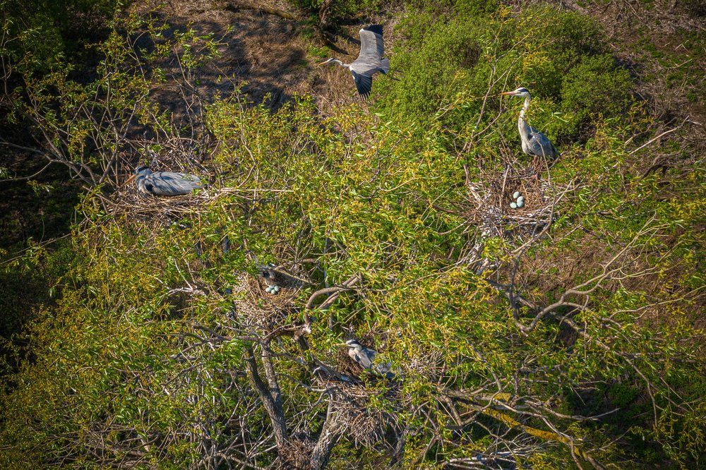 Там где гнездятся серые цапли