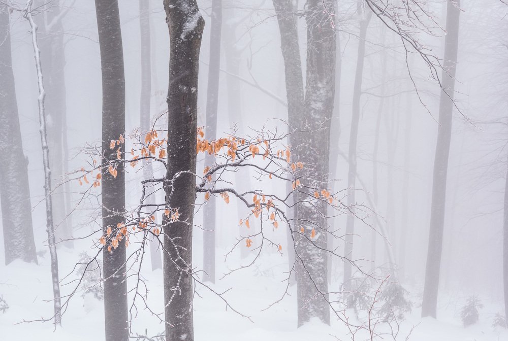 Photograph by Jeni Vladeva