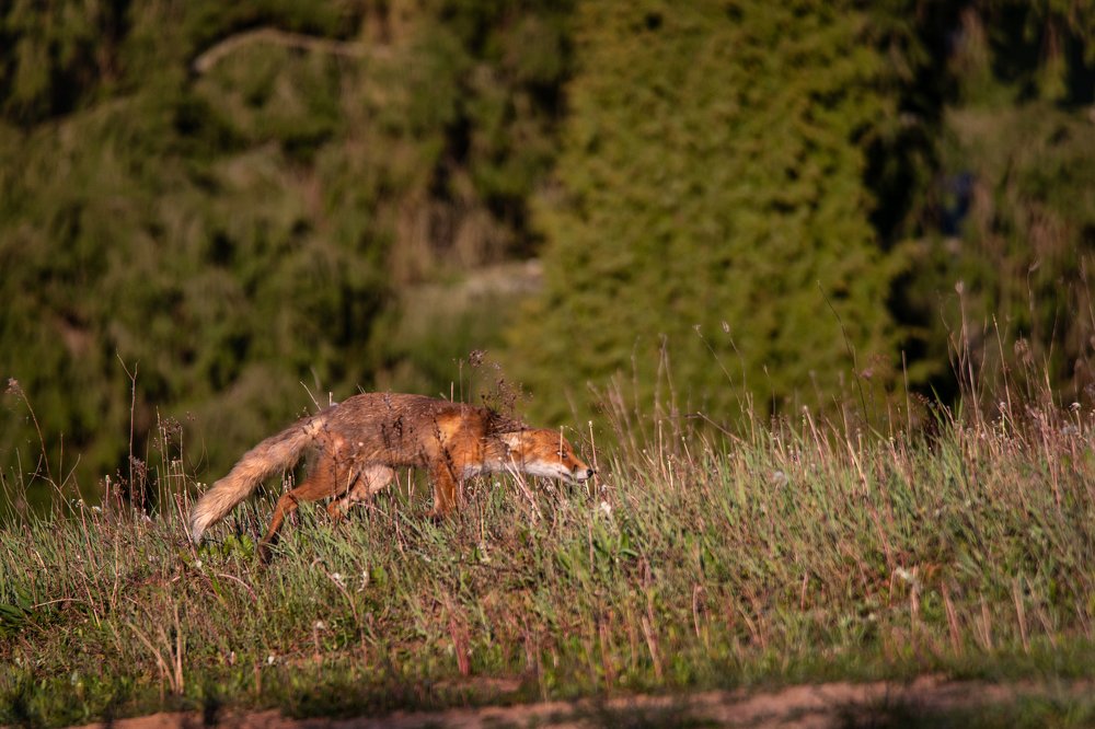 Фотография автора Dace Spalvina