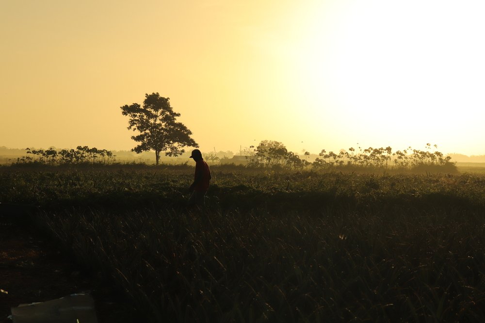 Morning in pineapple farmland