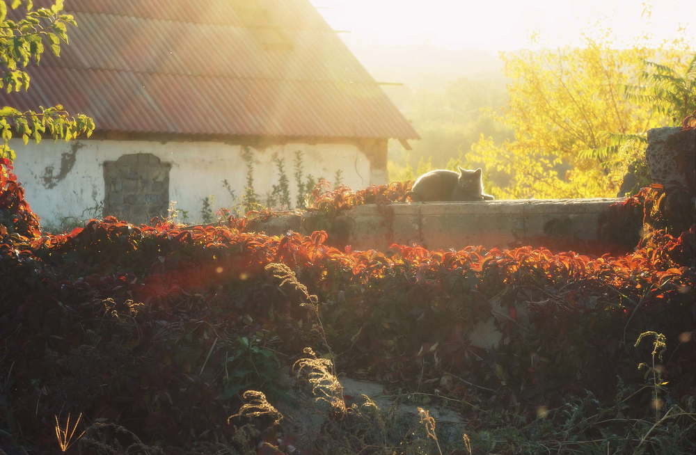 Фотография автора Светлана Груньковская