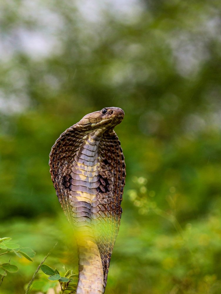 Rescued Indian Spectacled Cobra.