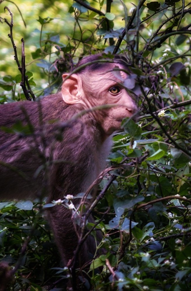 The Eyes Scream of HOPE