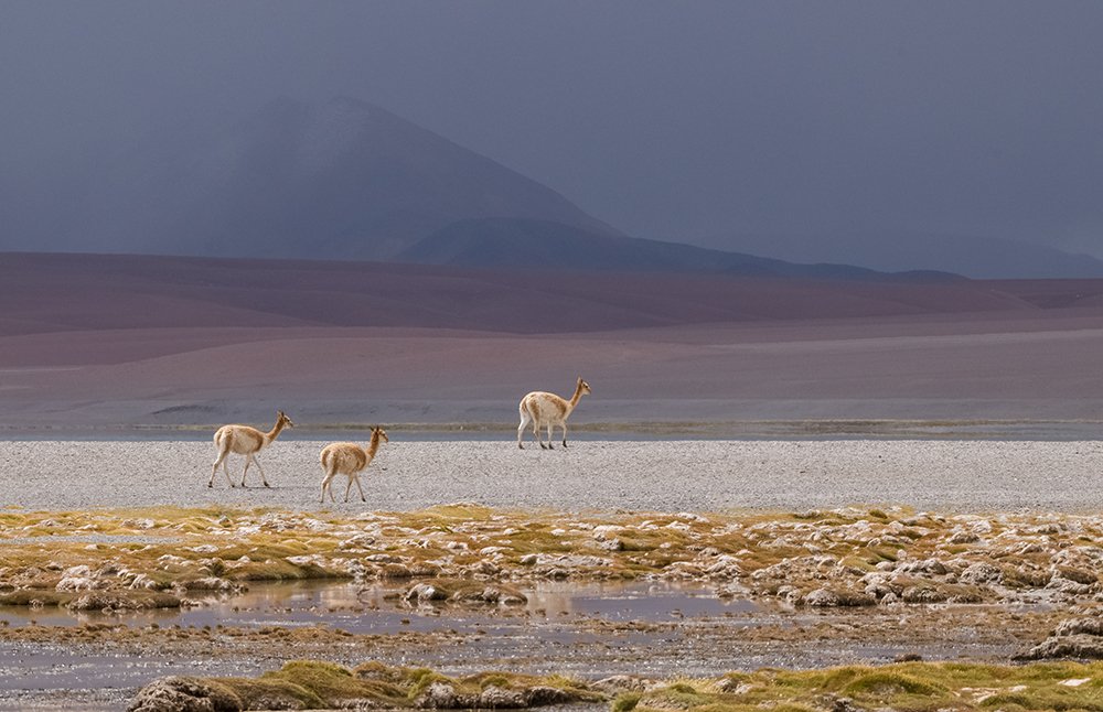 VICUÑAS A 4.200 msnm
