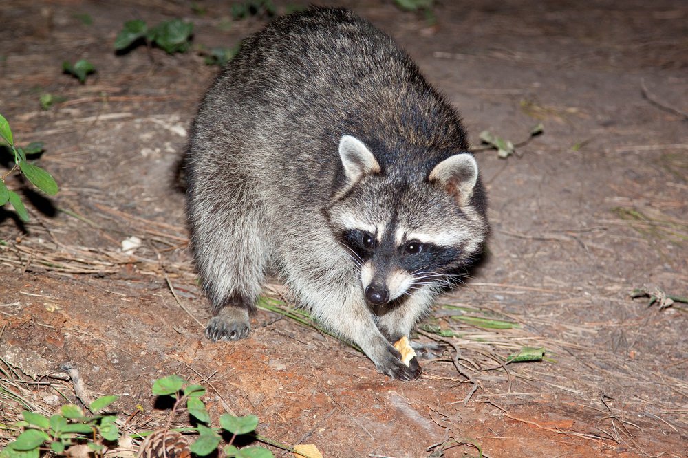 Photograph by Эльвира Сагдиева