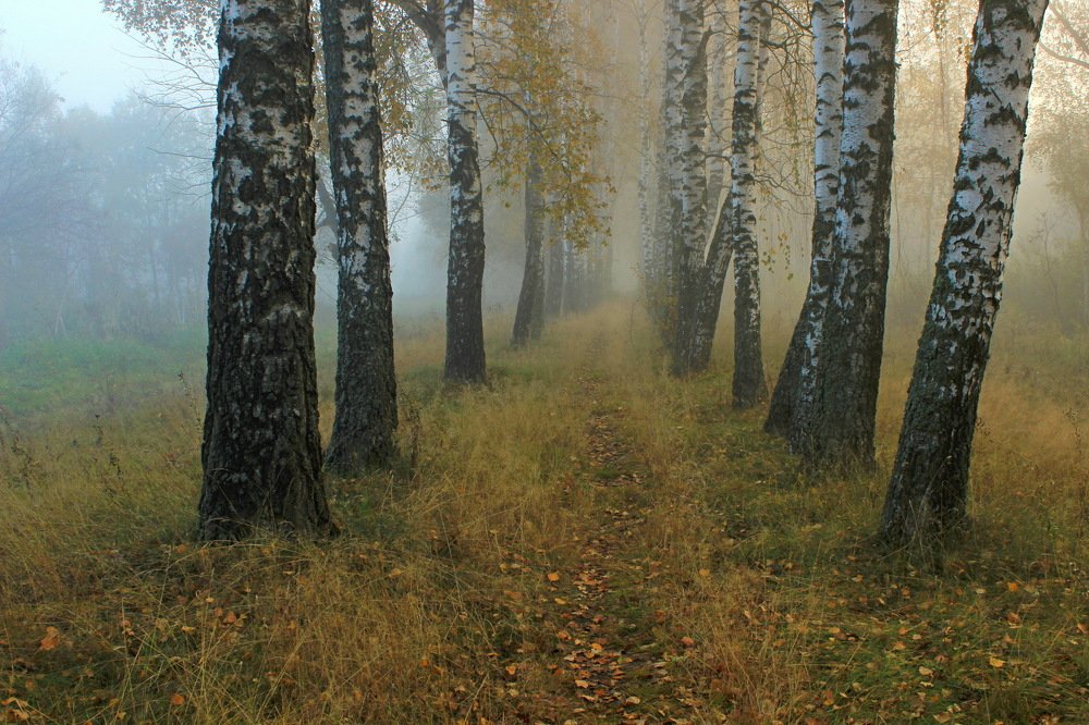 Туман в роще.