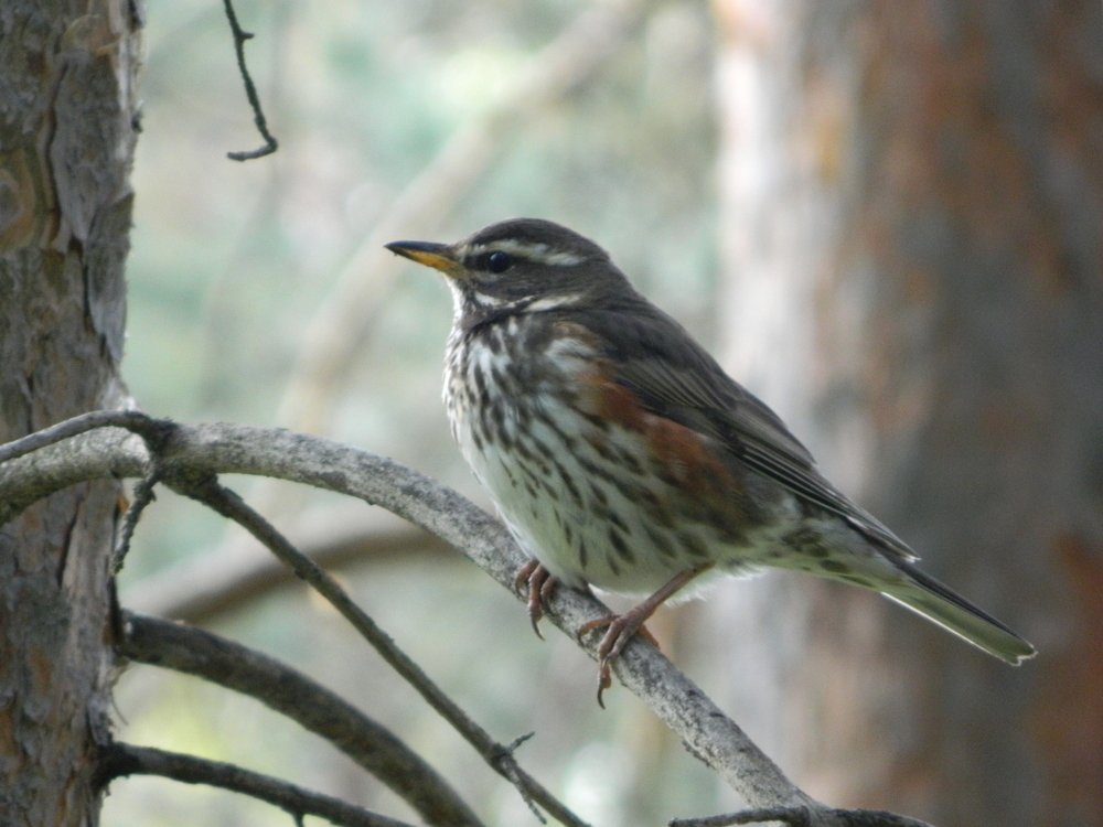 ДРОЗД-РЯБИННИК