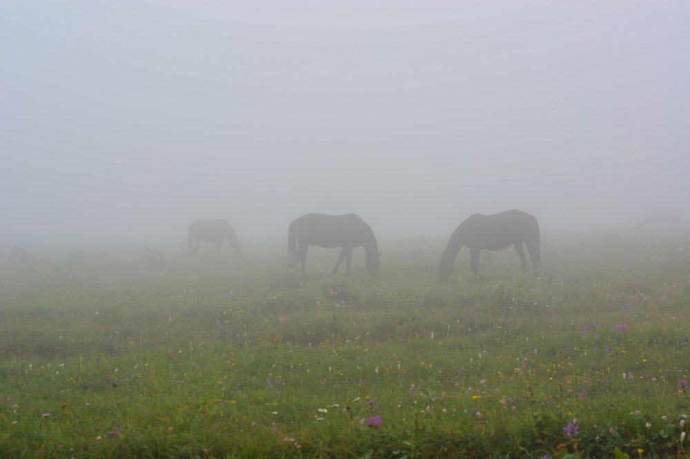 Photograph by Анатолий Орлов