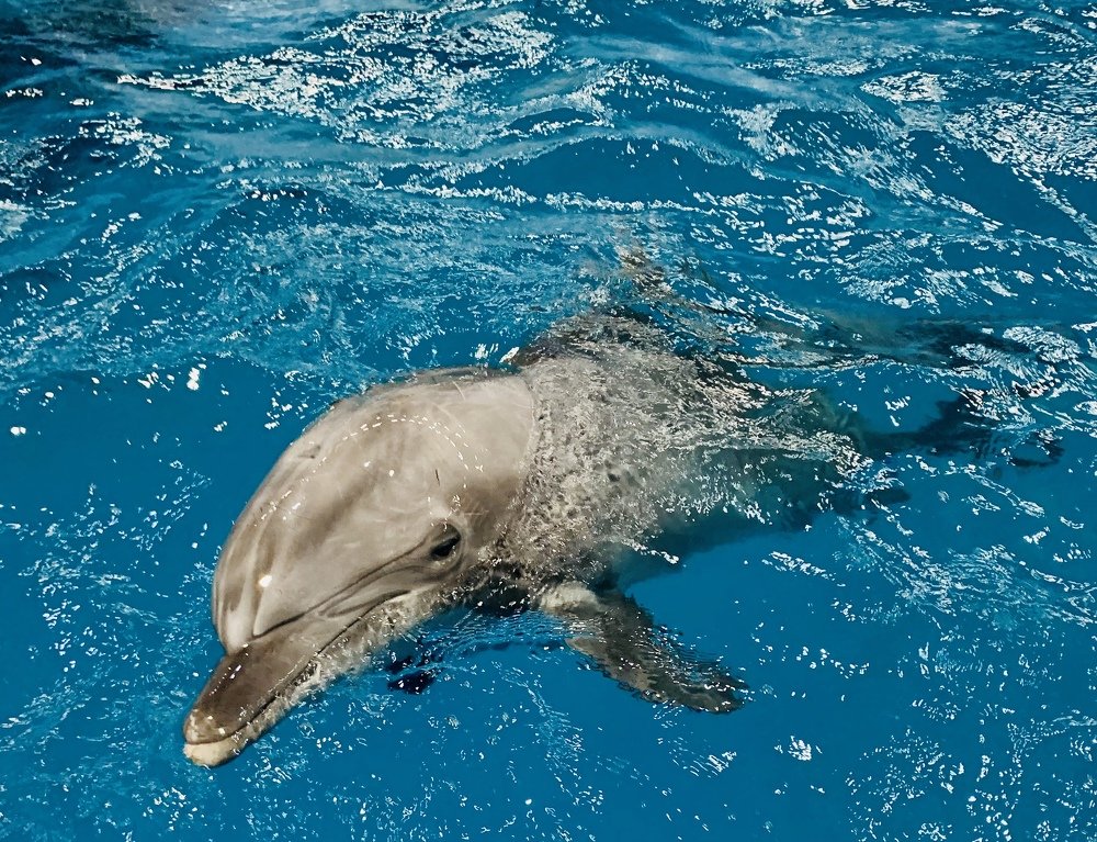 Photograph by Елена Мормоль