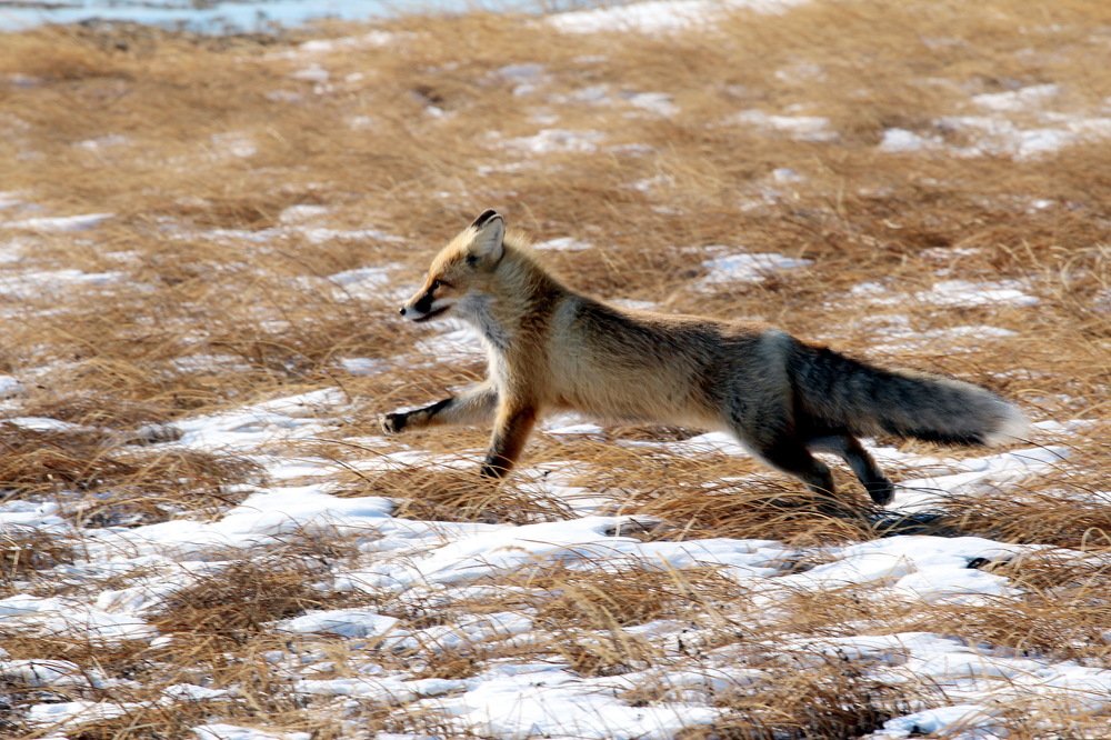 Фотография автора Елена Колосова