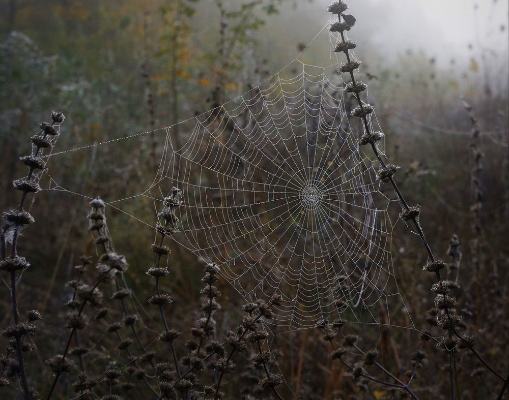 Фотография автора Светлана Груньковская