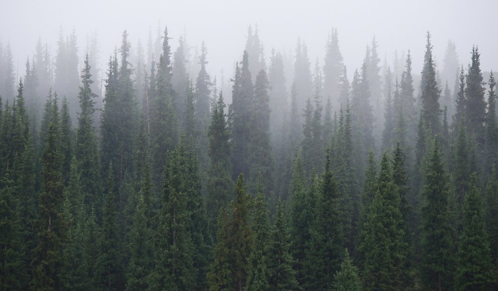 Дело за волками