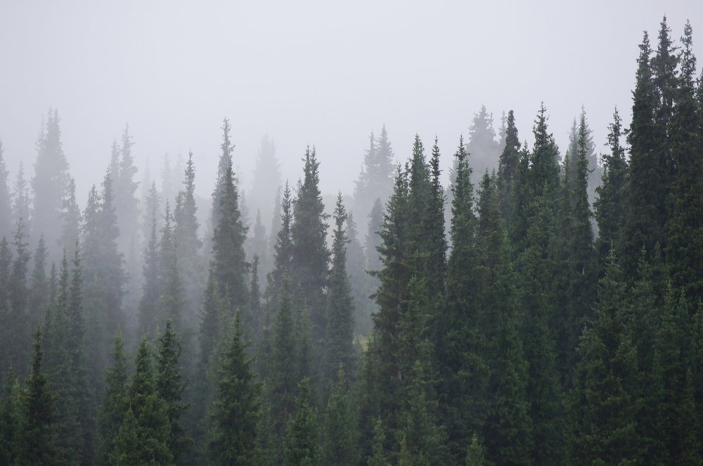 Photograph by Дмитрий Клешаев